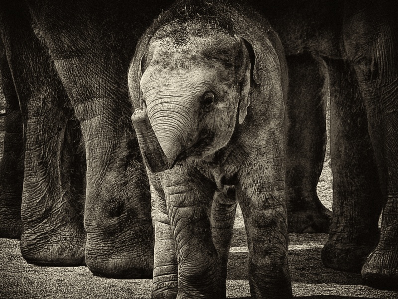 Wäre es nicht im Wald verirren