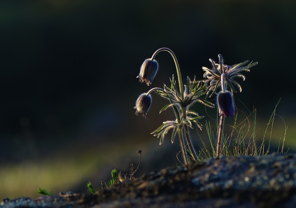 Und auf dem Stein wachsen die Blumen ...