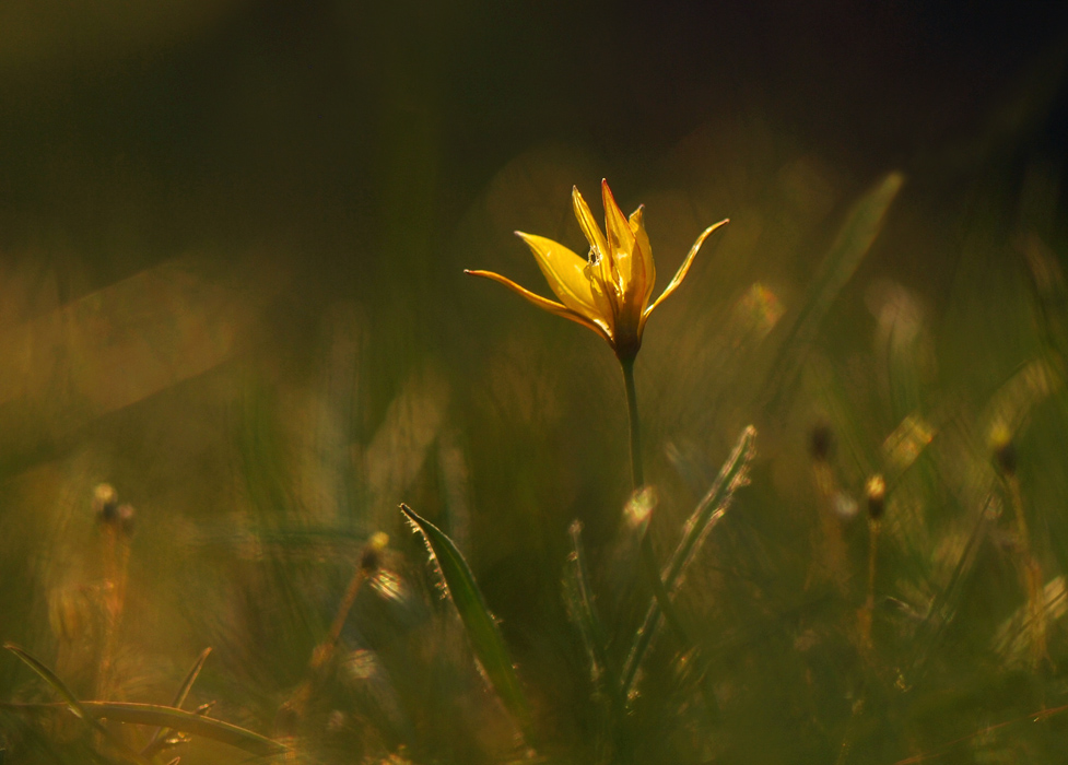 In der Sonne aalen ...