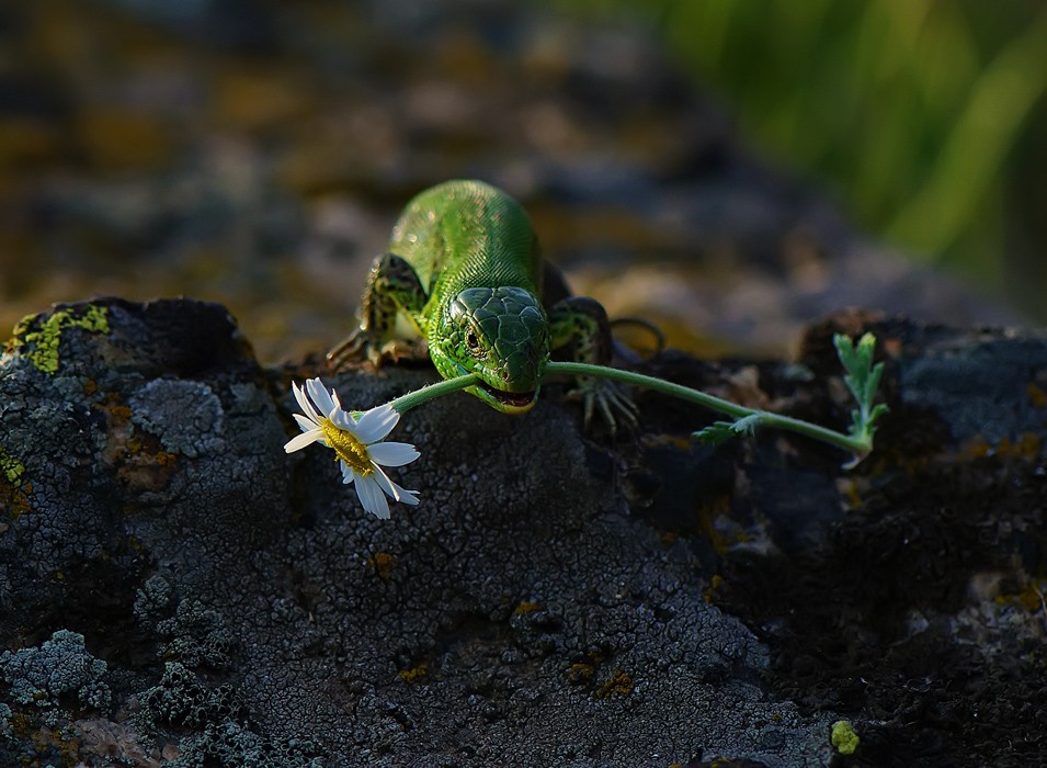 Ich bin in die Zähne eines Daisy-süß bringen ...