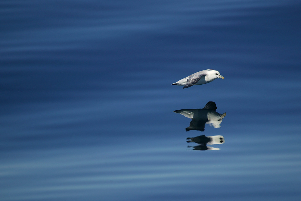 Yn, Yan, Meerrettich