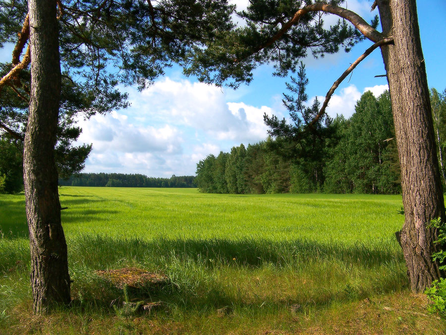 Zwischen zwei Kiefern