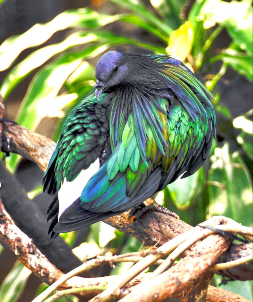 Breath tiefe, breitere Flügel ...