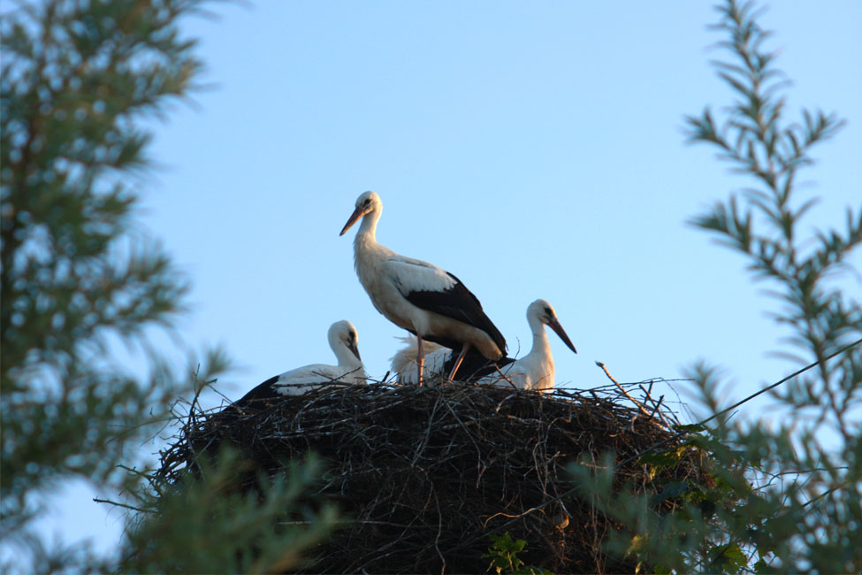 Storch
