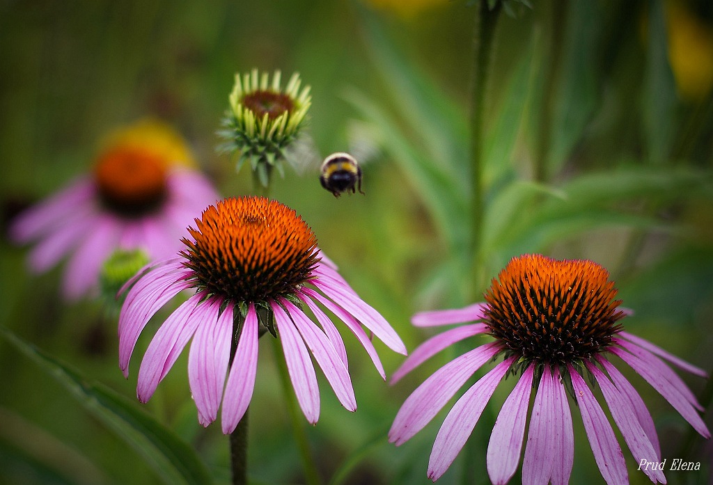 Ich bin in das Land kommen.