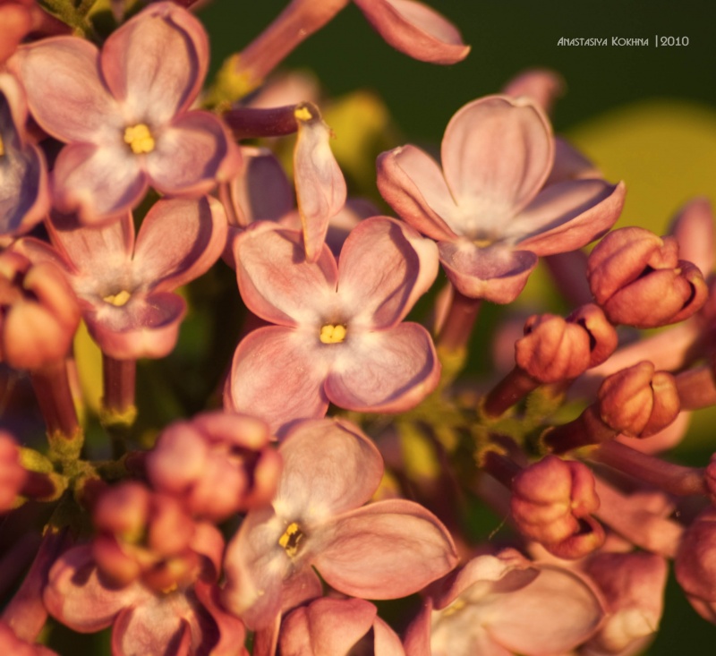 Flieder bei Sonnenuntergang