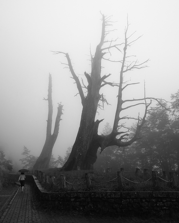 Die Dame mit dem Regenschirm