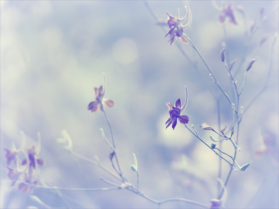 Blumen für die Feen ...