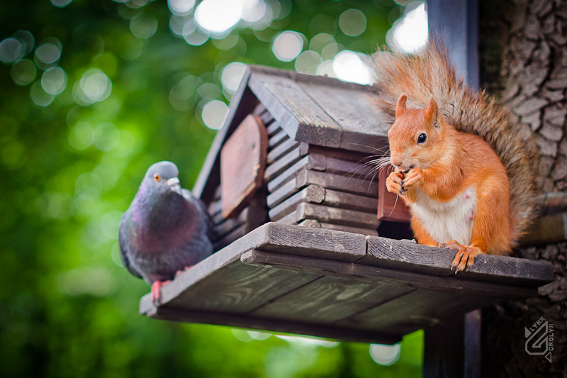 Gop-Stop, kamen wir um die Ecke ...