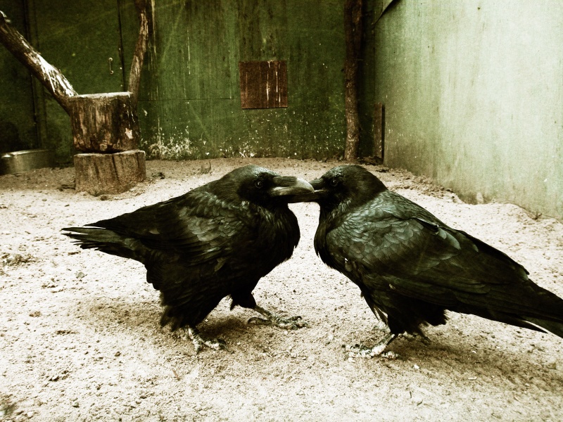 Ravens