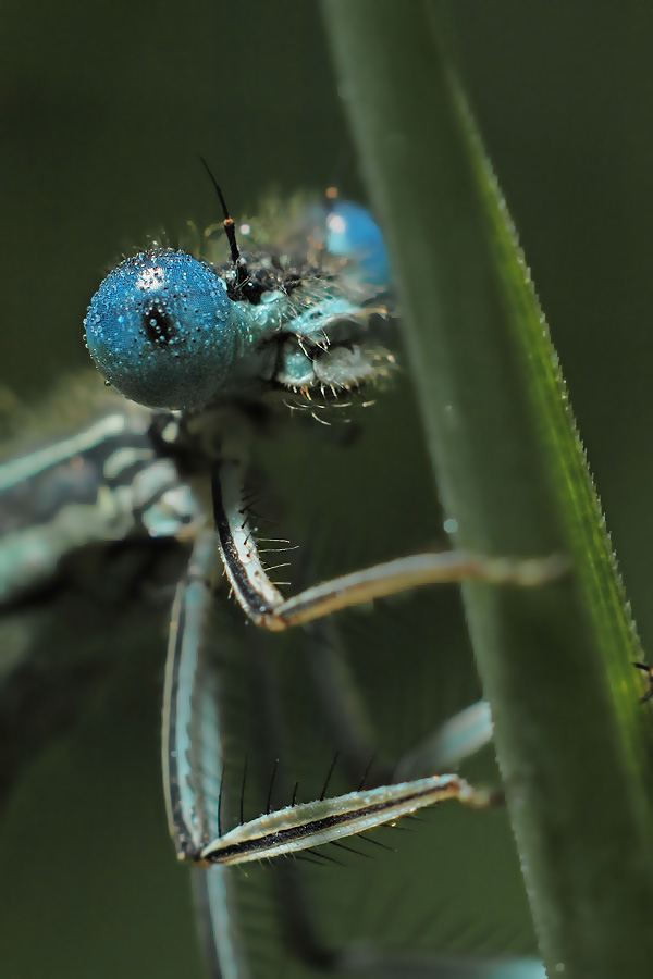 Porträt der Schönheit.