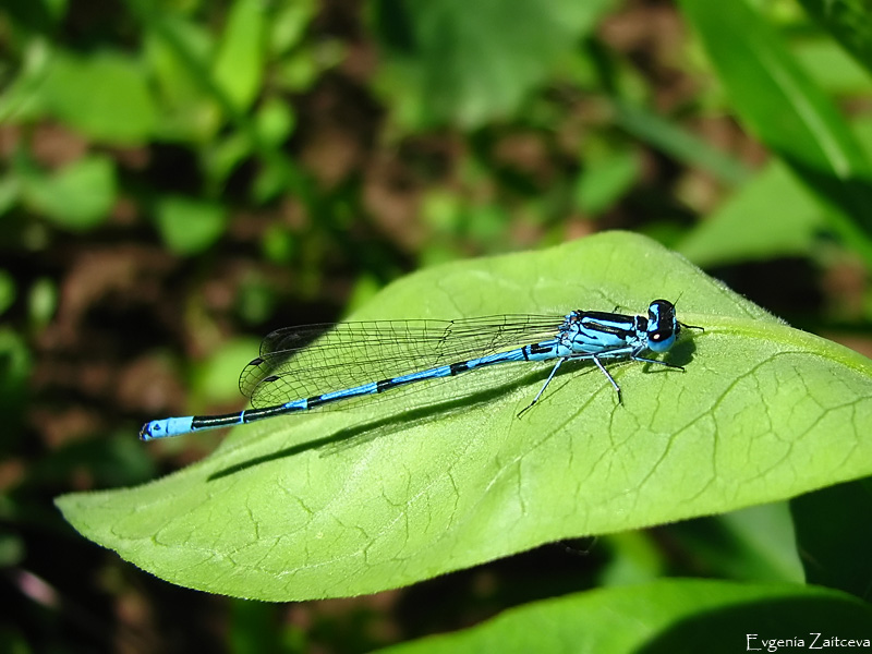 Dragonfly Pfeil