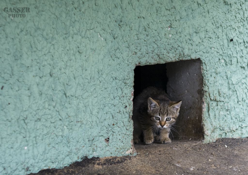 Kunst des Überlebens