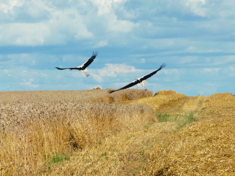 Pad belymi krylami ....