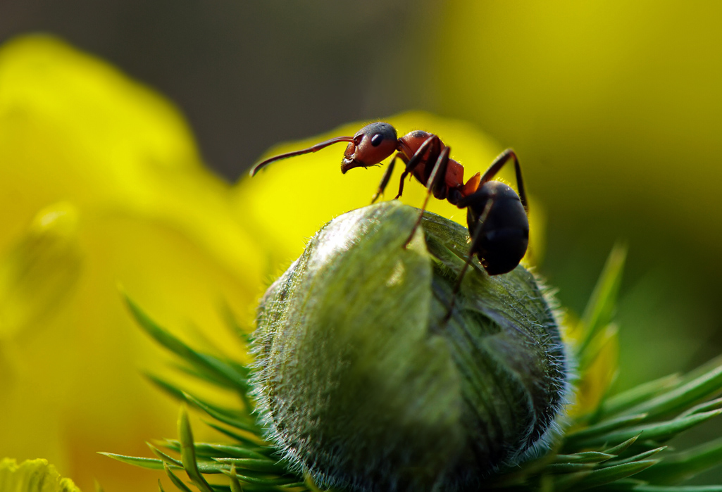 Ich bin von meiner Großmutter links, ich mein Großvater hat ...