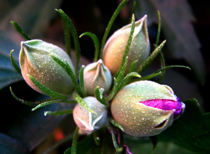 Der Ursprung des Lebens ...