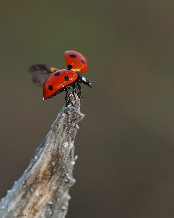 Die Trocknung der Blätter ...
