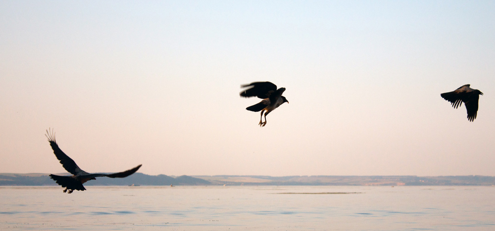 drei Stufen der Flügelschlagen Krähen gewöhnlichen