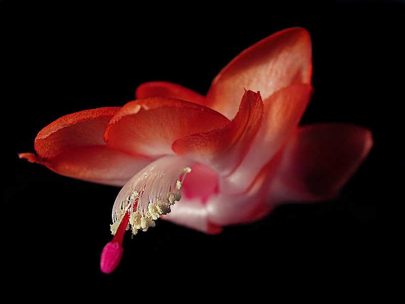 Seine spininess Blumen - "Flug ..."