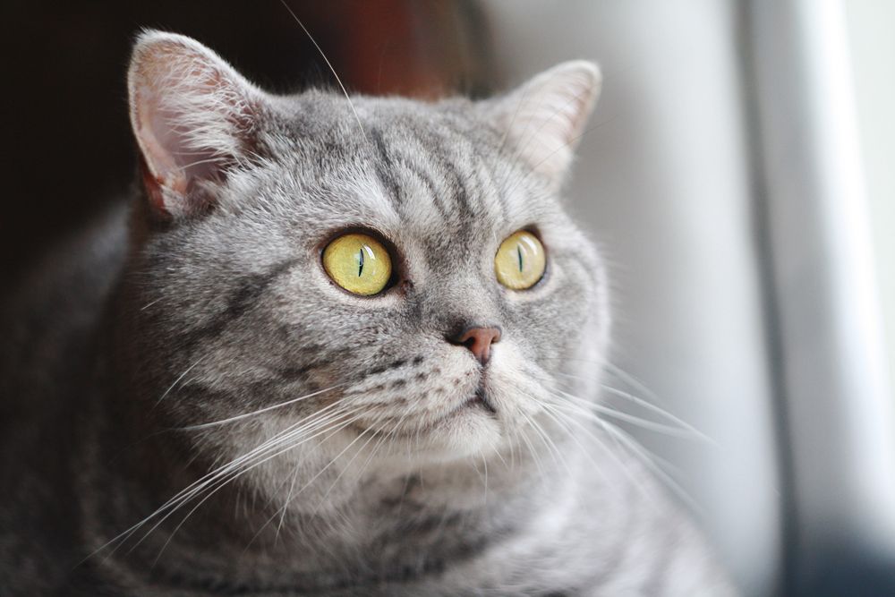 und die Katzen sind über die Zukunft nachdenken