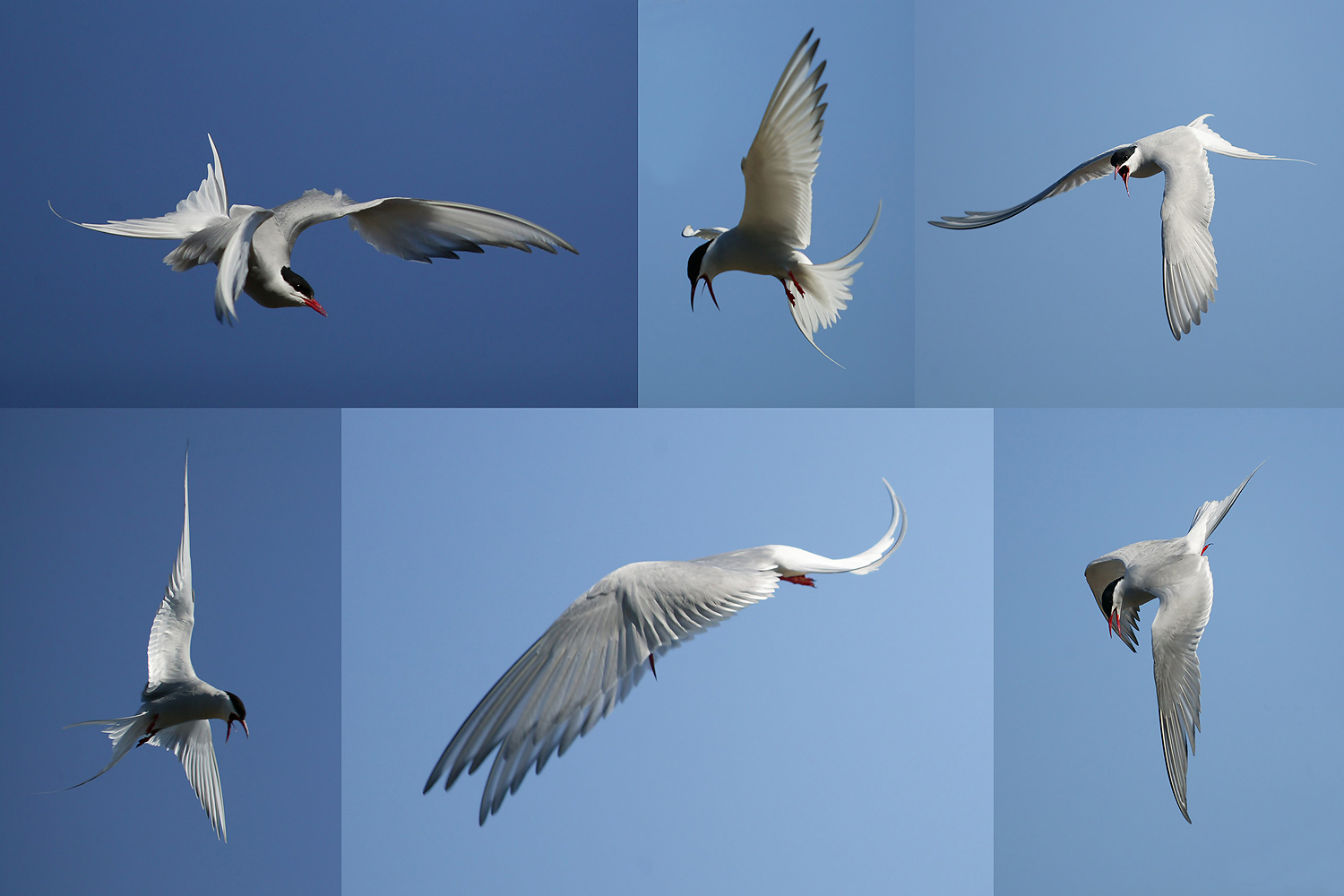 Vogel im Flug zu sehen