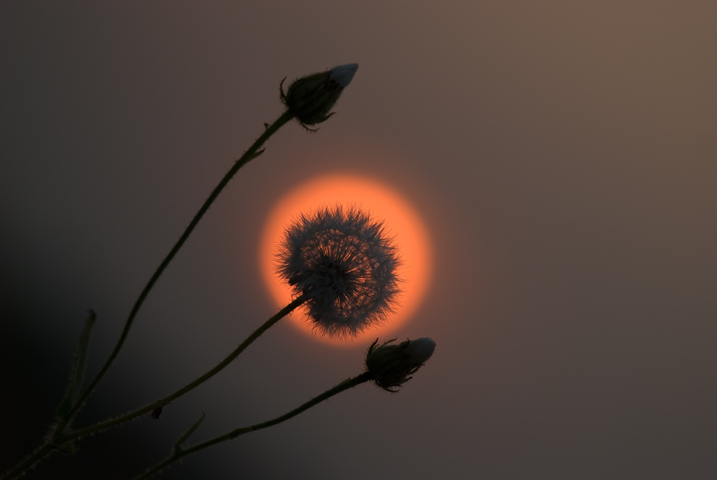 Ich möchte in Ihnen zu lösen ...