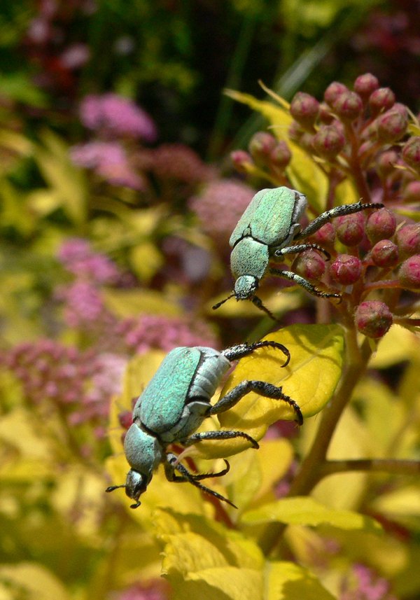 Lügen, geh nicht weg!