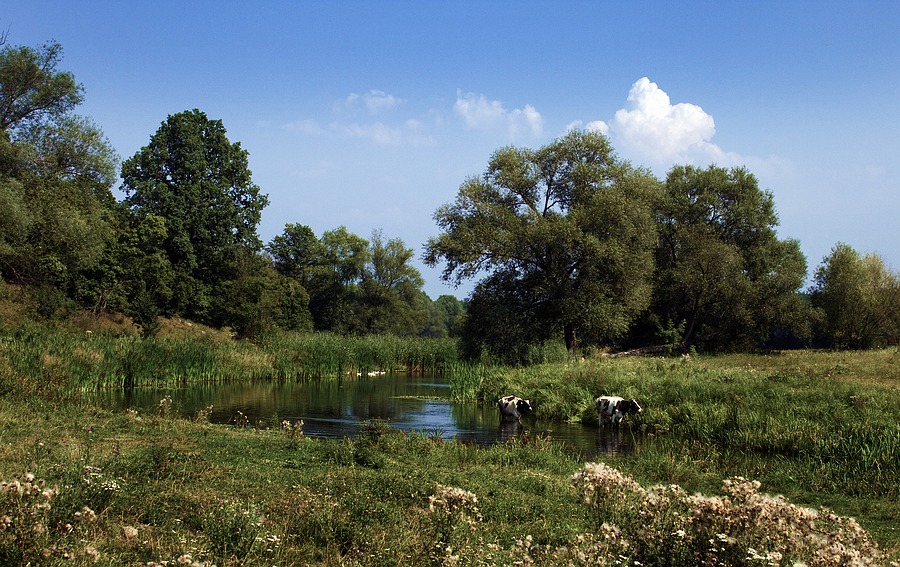 Hinterbliebener Ukraine
