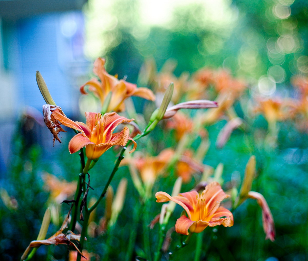 Ein Blumenbeet ........