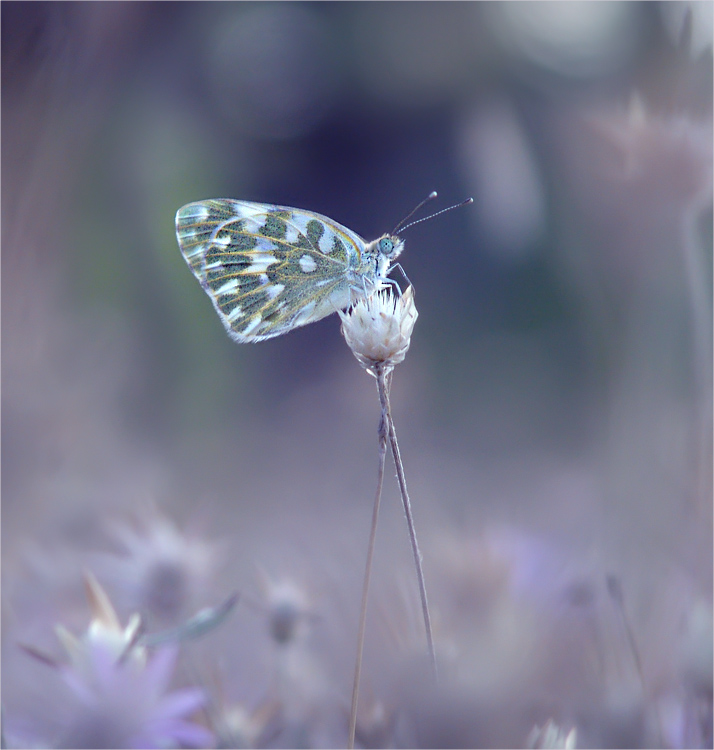 Sie kam zu mir aus dem Schlaf ...