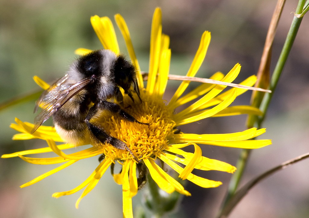 Balser Stripes fliegt bei der Arbeit