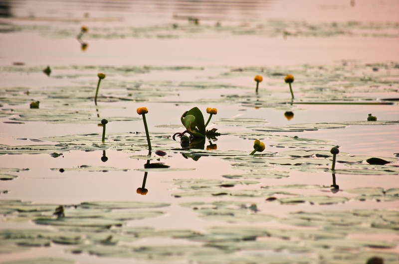 Selyavskie Sonnenuntergänge
