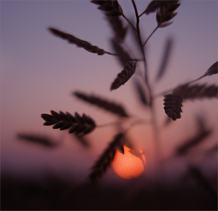 Herz des Sonnenuntergangs ...