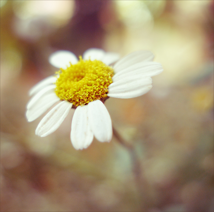 in Erinnerung an den Sommer ...