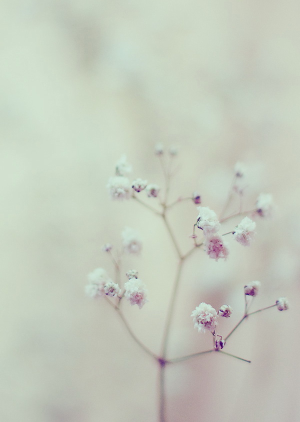 in Milchprodukten Nebel