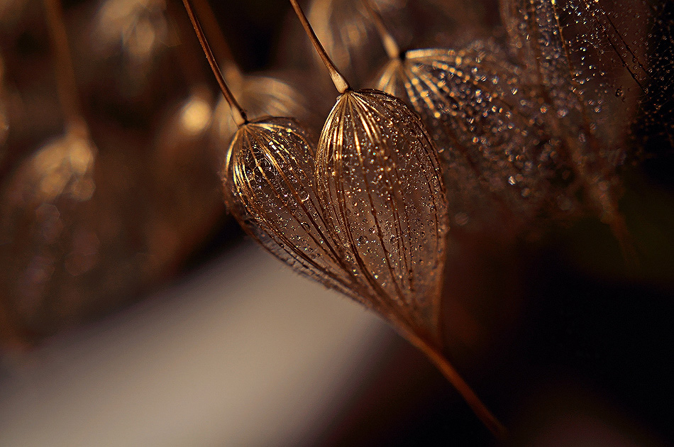 Higher Than Hope......