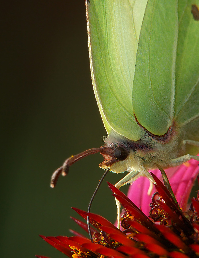 Floral Cocktail oder ein Gefangener der Versuchungen.