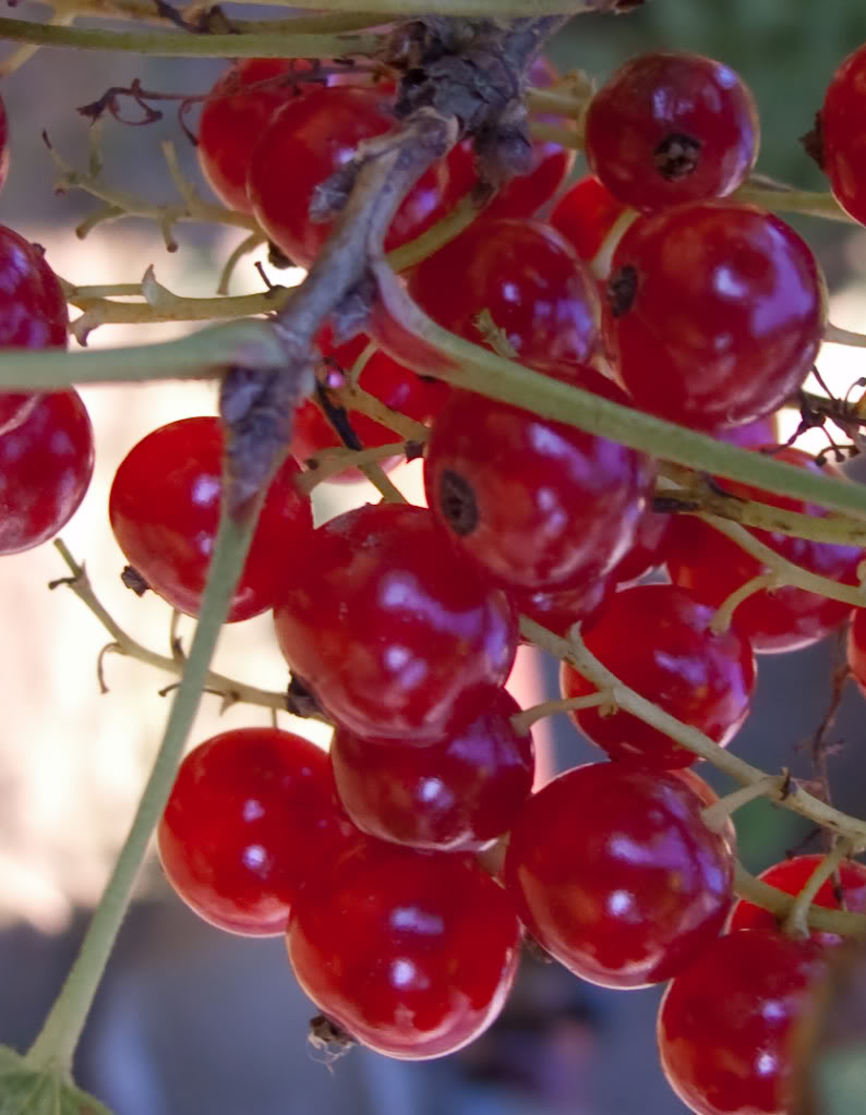 Johannisbeeren reif.