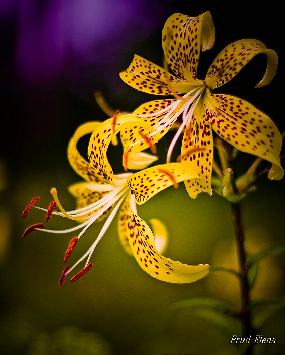 Cancun in Pantoffeln.