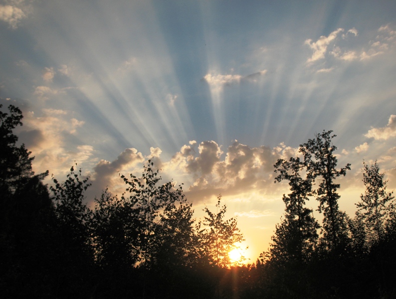 Sonnenuntergang im Wald