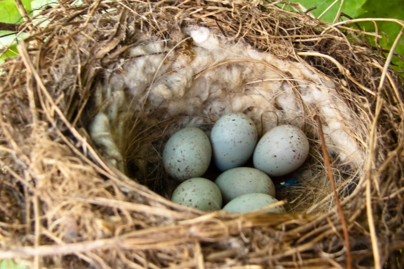 Nest