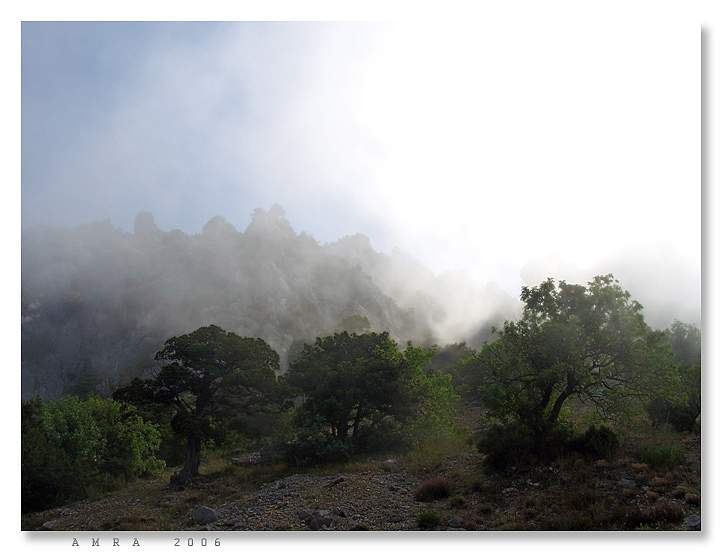 24 * Die Katze im Nebel.