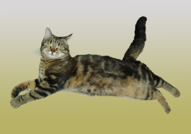 Katze im Flug