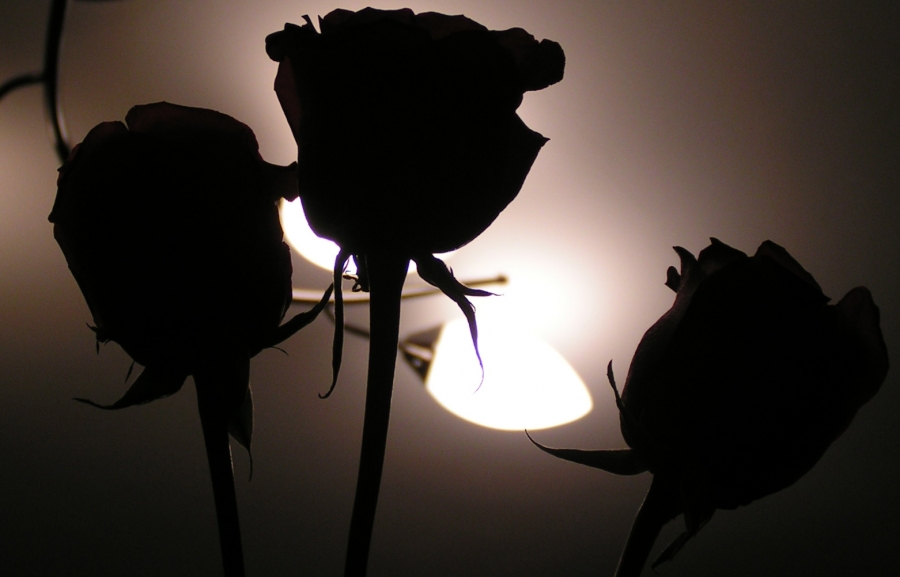 Rosa, eine Variation über ein Thema