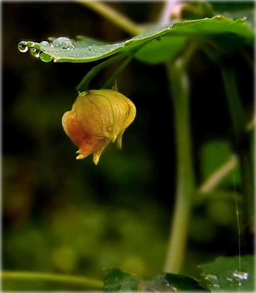 Yak shavatstsa dazhdzhu Hölle?