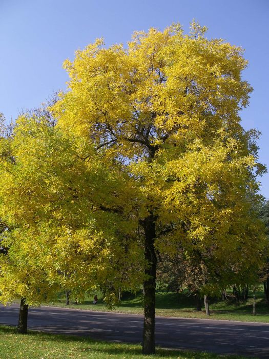 Vosenskaya prygazhosts