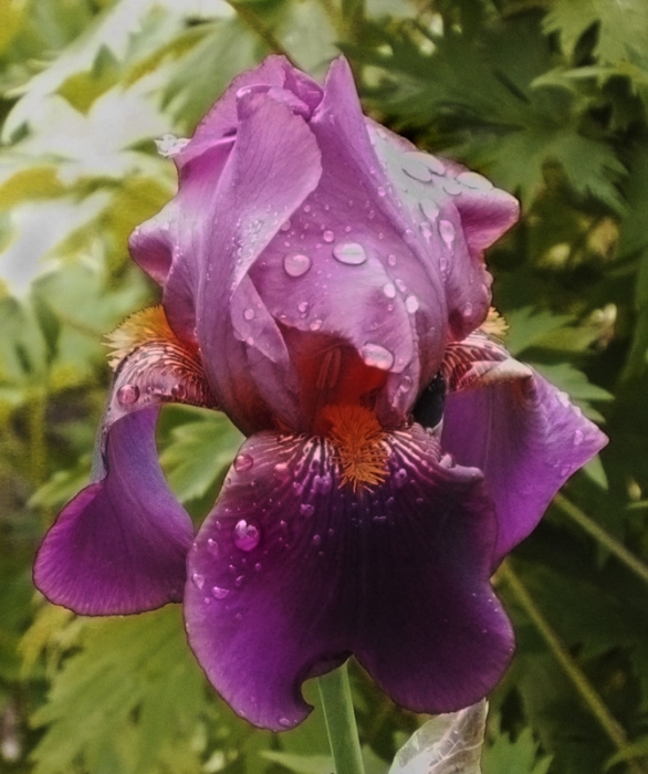 Iris