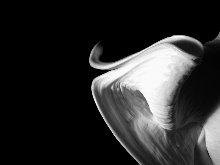 Nigra in candida vertere