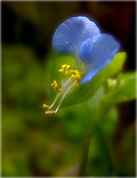 kvetsik mit pavznogtsik