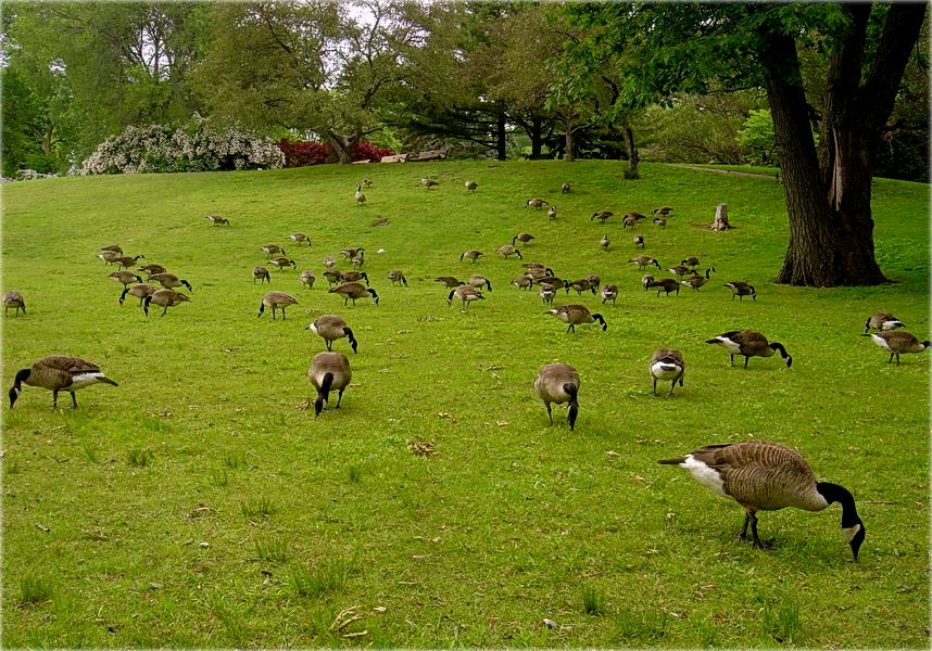 tarontavskiya pastarali